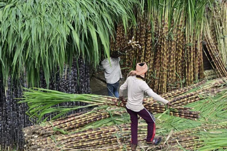 India’s Sugar Output Primed for Dramatic Comeback: 18% Production